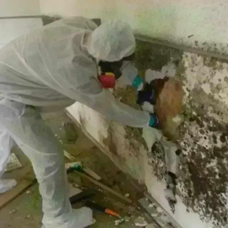 Mold Remediation and Removal in Winchester, TN